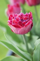 Tulipa 'Cranberry Thistle' - April