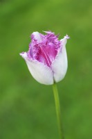 Tulipa 'Eyelash' - April