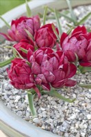 Tulipa humilis 'Tete-a-Tete' -March
