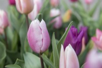 Tulipa 'Passio Mystic' tulip
