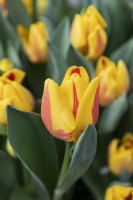 Tulipa 'Jakoba Mulder' tulip
