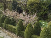 Clipped Buxus topiary and Prunus nipponica 'Brilliant'
