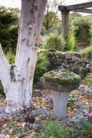 Containter of cyclamen beside a white stemmed birch in John Massey's garden in October.