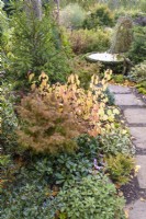 Mixed border of deciduous and evergreen shrubs including hollies, conifers and cornus in John Massey's garden in October.