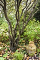 Terracotta pot in John Massey's garden in October where trees have their canopies raised by clearing the lower trunks of branches and twigs.