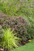 Berberis thunbergii f. atropurpurea 'Admiration' amongst ornamental grasses at John Massey's garden in October.