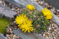 Delosperma congestum, a succulent with bright yellow daisy like flowers and fleshy leaves, growing in crevices in slate pieces set on edge.