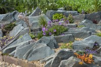 A slate crevice garden planted with tiny alpines such as erodiums, armeria, thyme, sedum, Veronica umbrosa 'Georgia Blue', Androsace lanuginosa and Parahebi x william 'Kea'