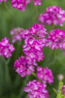 Armeria maritima splendens, thrift, a tufted perennial with evergreen grass-like leaves and bright pink papery flowers