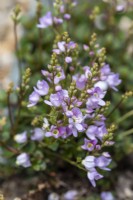 Parahebi x bidwillii 'Kea', a tiny veronica with stalks of pale pink flowers from May.