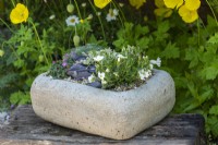 A small trough planted with Arenaria montana and Silene uniflora.