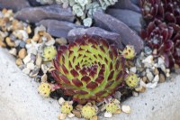 Sempervivum calcereum, houseleek, a succulent plant with tiny offsets developing around it.