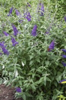 Buddleja davidii 'Dudley's Compact Lavender', butterfly bush, flowering from July.