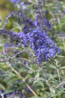 Buddleja davidii 'Summerhouse Blue', butterfly bush, flowering from July.