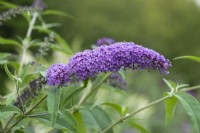 Buddleja davidii 'Ile de France', butterfly bush flowering from July. One of the older davidii cultivars, introduced in the 1930s from France.