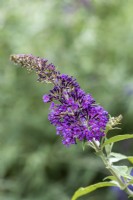 Buddleja davidii 'Champion Purple', butterfly bush flowering from July.