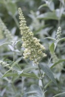 Buddleja 'Buzz Ivory', a compact butterfly bush with grey foliage,  flowering from July.