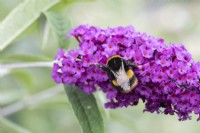 A bumble bee seeking nectar on Buddleja davidii 'Border Beauty'.