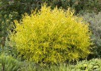 Salix udensis Golden Sunshine, spring March