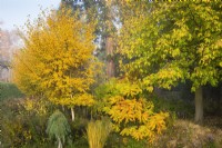 Betula papyrifera 'Saint George' and Rhus typhina 'Sinrus' in mixed bed.