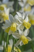 Narcissus 'Sailboat' flowering in Spring - April