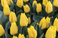 Tulipa 'Yellow flight' tulip 