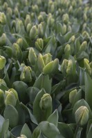 Tulipa 'Green power' tulip 