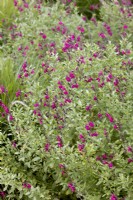 Salvia x jamensis Raspberry Royal, summer August