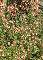 Salvia x jamensis California Sunset, summer July