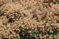 Cotinus coggyria - Smoke Bush