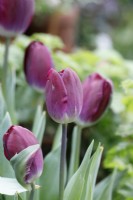 Tulipa 'Kansas Proud' - Tulip