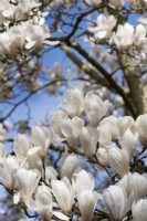 Magnolia x veitchii 'Columbus'