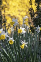 Narcissus 'Wisley' - Daffodil