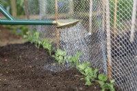 Pisum sativum - Watering Pea 'Kelvedon Wonder' seedlings