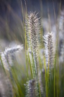 Pennisetum alopecuroides 'Hameln', Fountain Grass. 