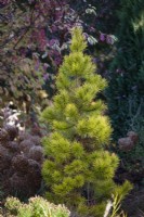 Pinus contorta Chief Joseph, lodgepole pine, Conifer. 