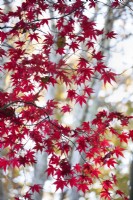 Acer palmatum 'Bloodgood', Japanese Maple, November 