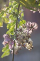 Akebia quinata flowering in Spring - April