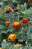 Tagetes patula 'Honeycomb' - French Marigold
