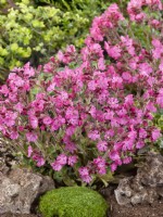 Silene dioica Minikin, spring May
