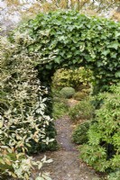 Ivy arch into John Massey's garden in October.