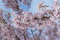 Prunus pendula 'Ascendens rosea' - Ascending weeping cherry 'Rosea' blossom