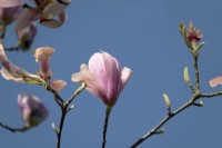 Magnolia Denudata Forest's Pink