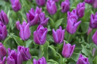 Tulipa 'Passio glossy' tulip 
