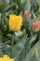 Tulipa 'Yellow Valery' tulip 
