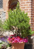 Pinus mugo in pot, summer June
