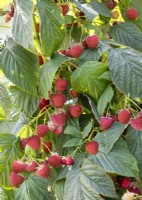 Rubus idaeus Autumn Bliss, summer June