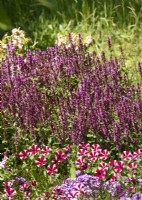 Salvia nemorosa, summer June