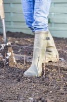 Woman using boot to firm in the raspberry plants