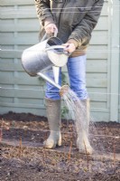 Woman watering the raspberry plants